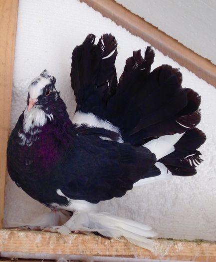 image - Voltati indieni BALTATI PE NEGRU