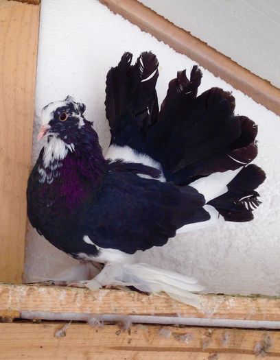 image - Voltati indieni BALTATI PE NEGRU