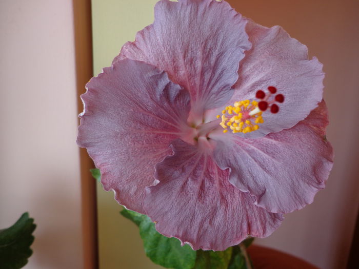 2015 - HIBISCUS CAJUN BLUE