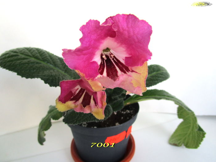 7001 (4-04-2015)mm - Streptocarpusi 2015