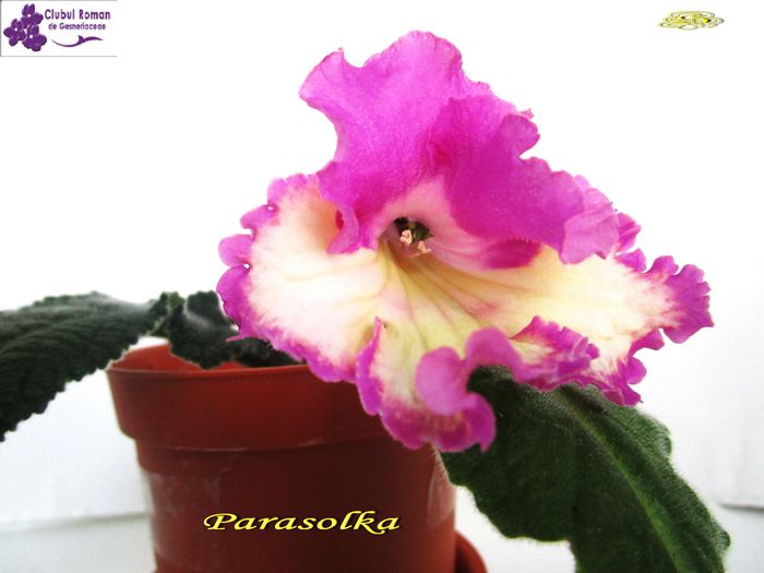 Parasolka (4-04-2015) - Streptocarpusi 2015