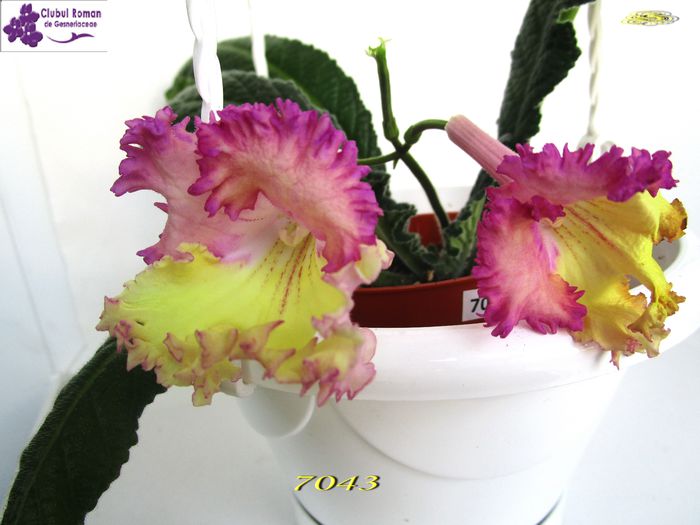 7043 (4-04-2015) - Streptocarpusi 2015