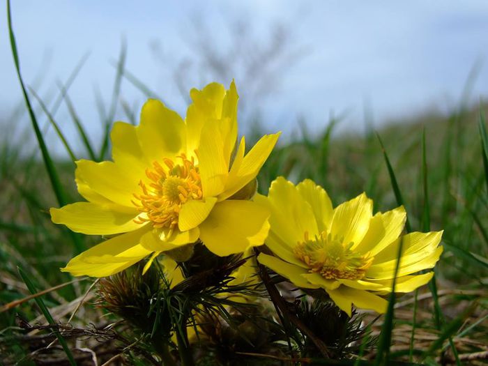 Ruscuta de primavara; Adonis vernalis
