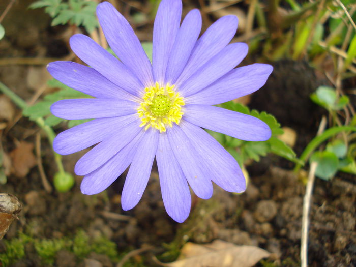 anemone - Gradina 2015