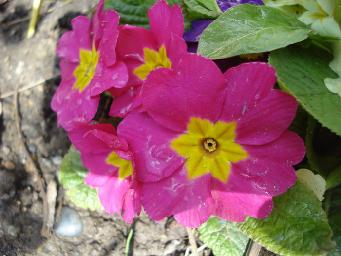 DSC05863 - Gradina 2015