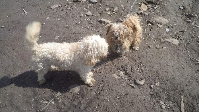 BELA SI GINERELE ARCO