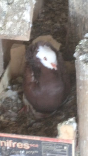 DSC07282 - G CAPUCINII MEI MATCA 2017 SI ARHIVA