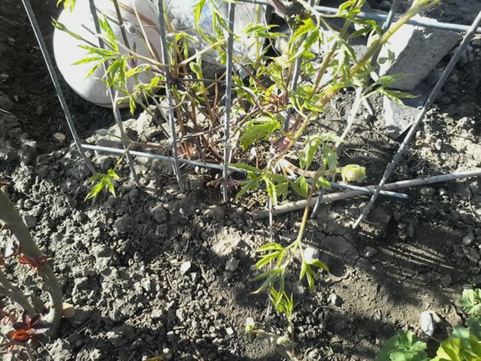 20150404_172046 - clematita 2014-2015-2016-2018-2019