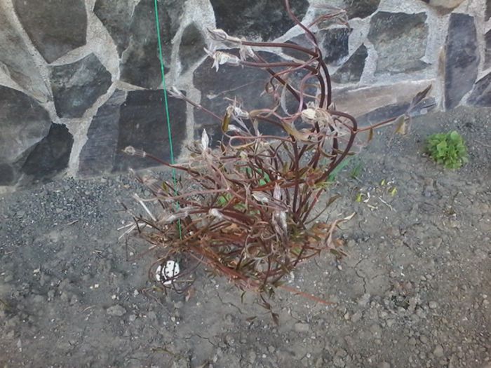 20150404_172005 - clematita 2014-2015-2016-2018-2019