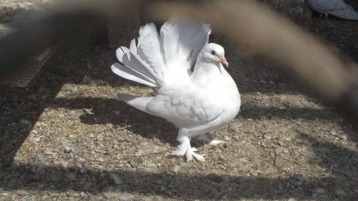 TINERET APRILIE 2015