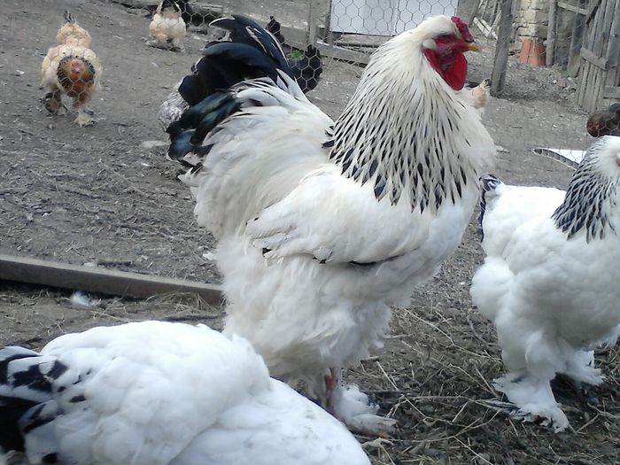 DSC_0571 - BRAHMA 2015