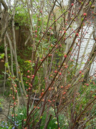 DSCN2936 - 2015_PRUNUS TRILOBA