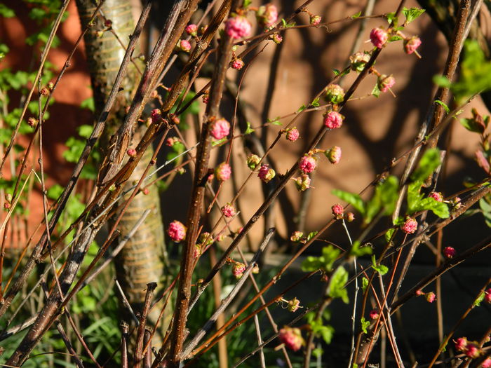 DSCN3100 - 2015_PRUNUS TRILOBA