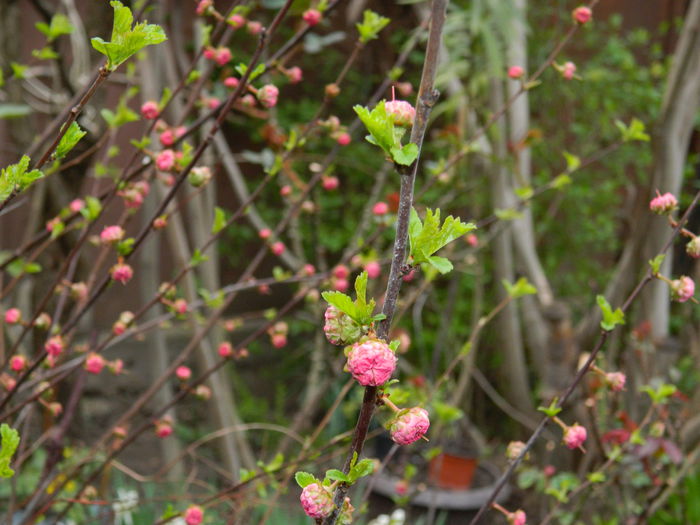 DSCN3193 - 2015_PRUNUS TRILOBA