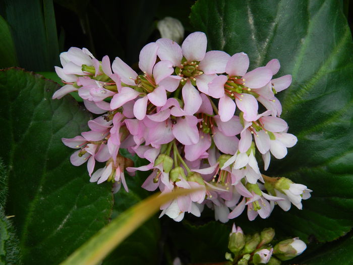 DSCN3034 - 2015_BERGENIA CORDIFOLIA