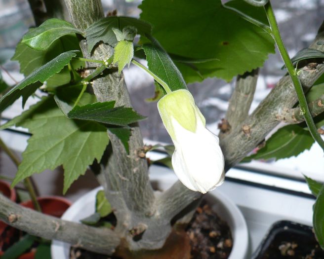 boboc abuti alb 31 ian