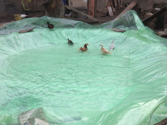 mai avem de lucru - RATE EXOTICE-exotic ducks