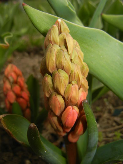 Hyacinth Amsterdam (2015, April 01)