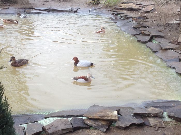 lacul 3 - RATE EXOTICE-exotic ducks