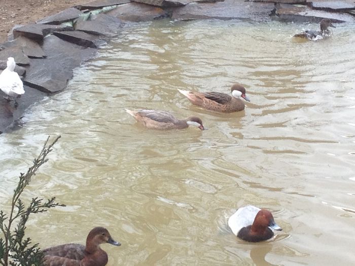 aproape gata - RATE EXOTICE-exotic ducks