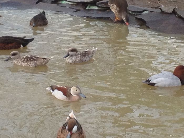 vesele in balta noua - RATE EXOTICE-exotic ducks