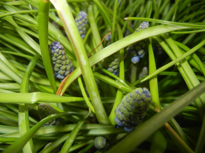 Muscari armeniacum (2015, April 01) - Muscari Armeniacum