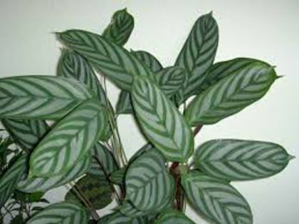 calathea - 432 Specia ctenanthe setosa