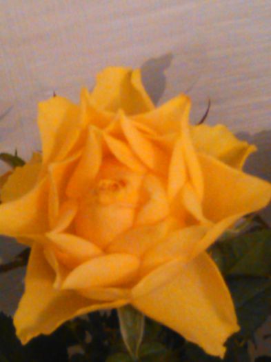 trandafir galben pitic - G trandafiri