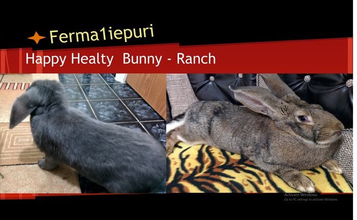 Ferma1Iepuri