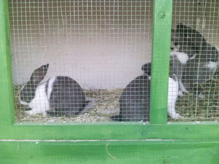 Puiuti draguti din al doilea cuib - Iepurasii in noile casute 2015