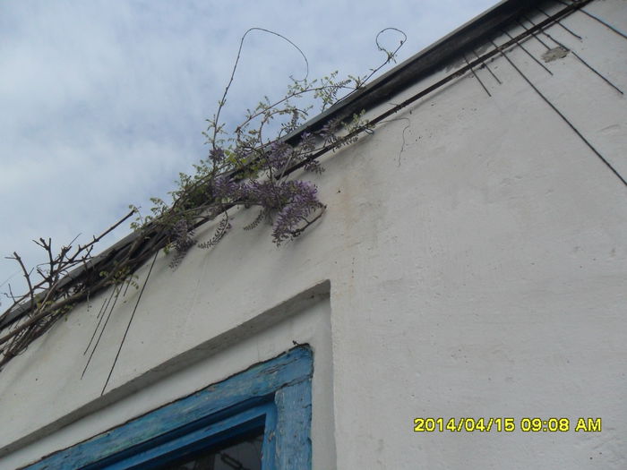 SAM_5390 - Wisteria 2014