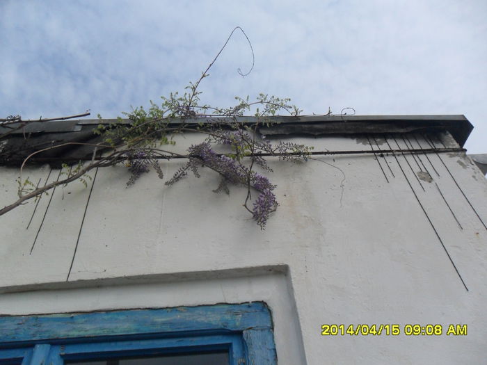 SAM_5391 - Wisteria 2014