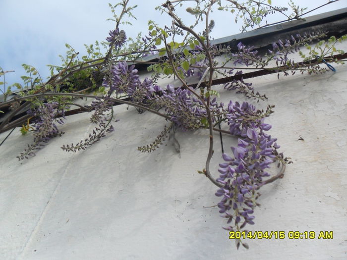 SAM_5392 - Wisteria 2014