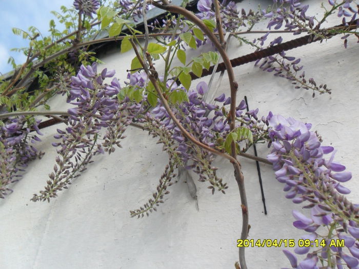 SAM_5393 - Wisteria 2014