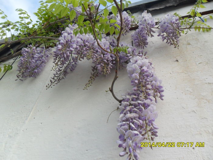 SAM_5415 - Wisteria 2014