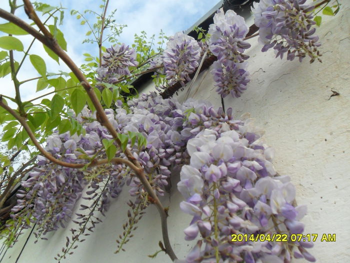 SAM_5416 - Wisteria 2014