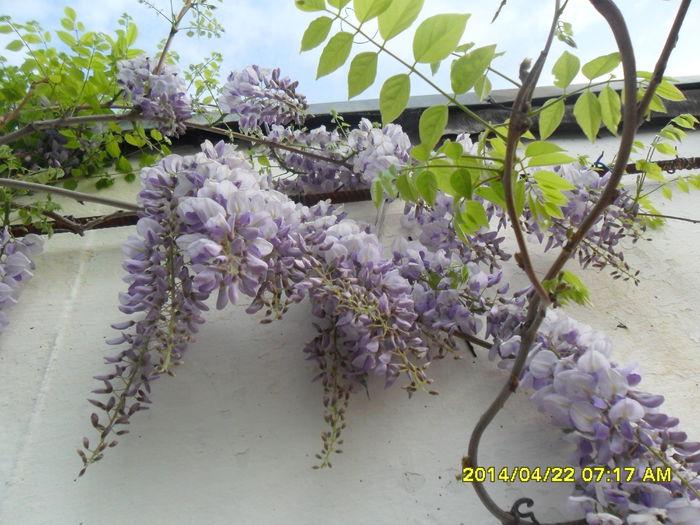 SAM_5418 - Wisteria 2014