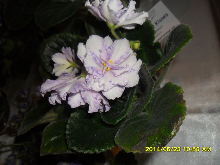 SAM_5546 - Expozitia de violete 23 mai 2014