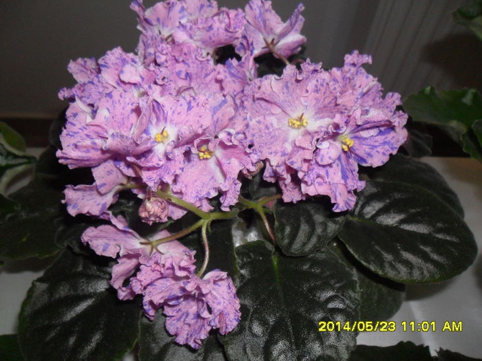 SAM_5557 - Expozitia de violete 23 mai 2014