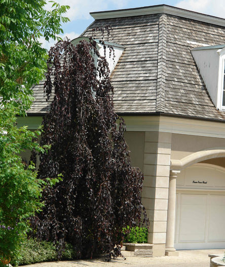 fagus purple fountain  70