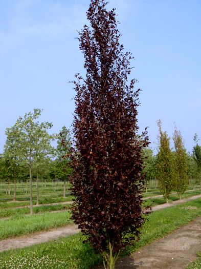 fagus sylvatica 75