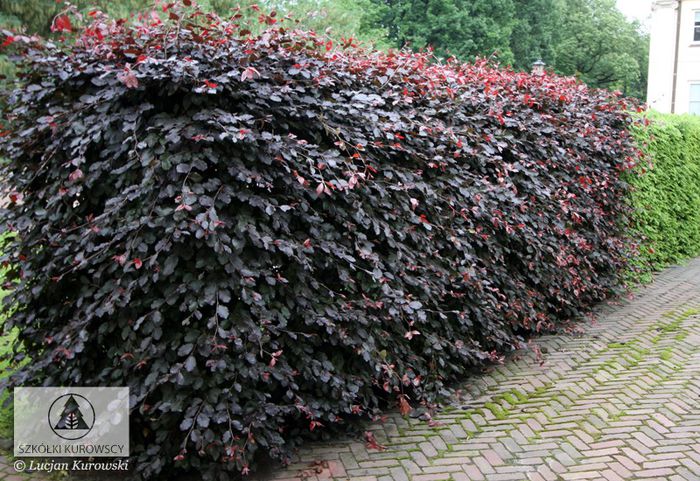 Fagus_syl_Atropunicea_70