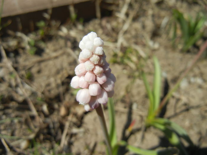 Muscari Pink Sunrise (2015, April 03)