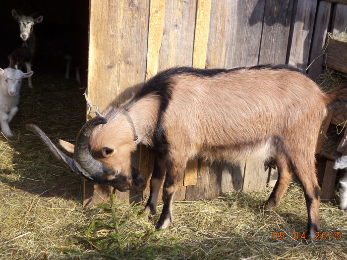 Cezar cu o creanga de molid