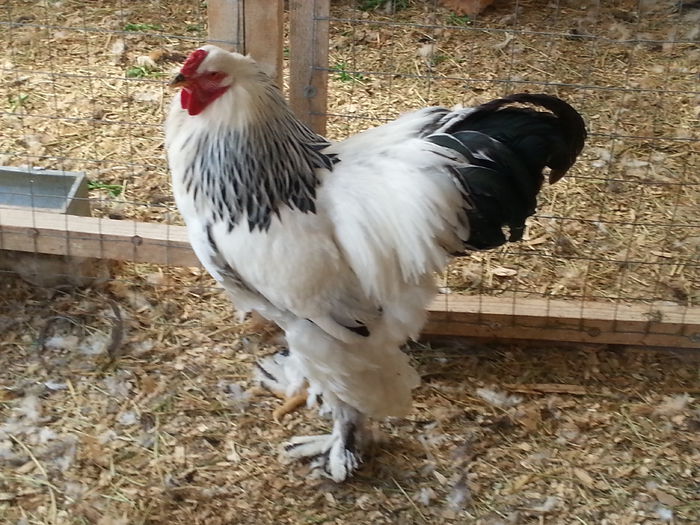 20150404_140104 - Brahma Herminat Deschis 2015