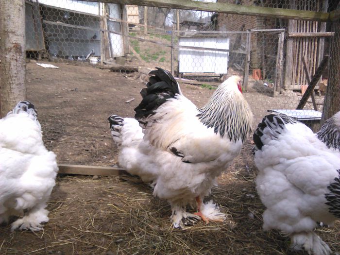 IMG_20150405_123144 - BRAHMA 2015