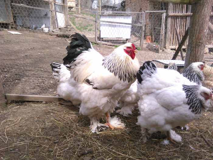 IMG_20150405_123140 - BRAHMA 2015