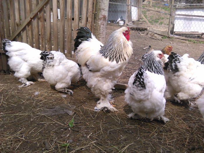 IMG_20150405_123119 - BRAHMA 2015