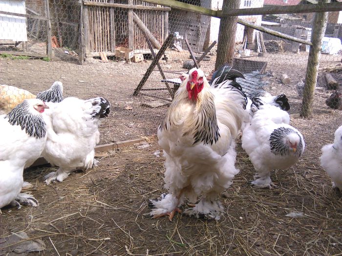 IMG_20150405_123035 - BRAHMA 2015