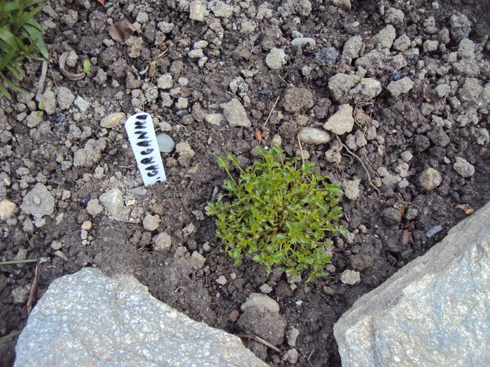 campanula garganica - 2015 Gradina
